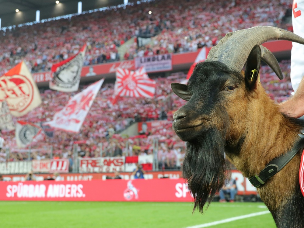 Hennes IX. ist gegen Hertha wieder am Spielfeldrand (Foto: SID)